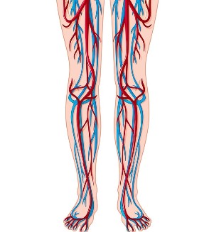 Lokacija vena i arterija u nogama